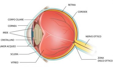 Retina